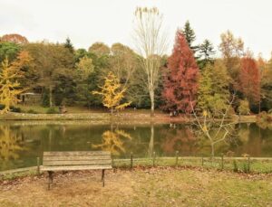 Doğanın Kalbinde Bir Keşif: Atatürk Arboretumu Rehberi