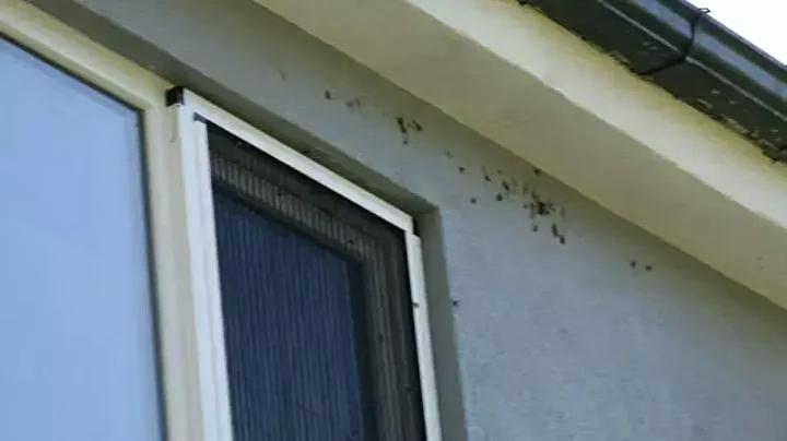 Doğu Karadeniz’i Vuran Kahverengi Kokarca Salgını ve Mücadele Çabaları