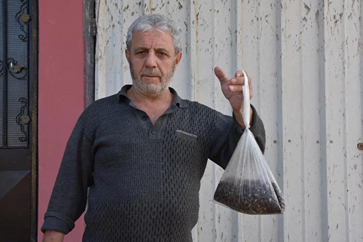 Doğu Karadeniz’i Vuran Kahverengi Kokarca Salgını ve Mücadele Çabaları