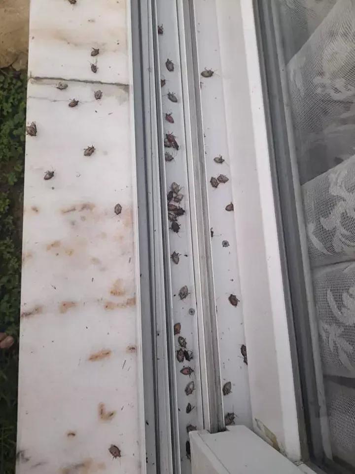 Doğu Karadeniz’i Vuran Kahverengi Kokarca Salgını ve Mücadele Çabaları