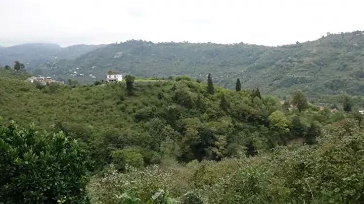 Doğu Karadeniz’i Vuran Kahverengi Kokarca Salgını ve Mücadele Çabaları