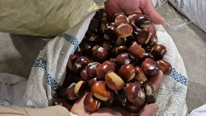 Kestane Alırken Dikkat Edilmesi Gerekenler