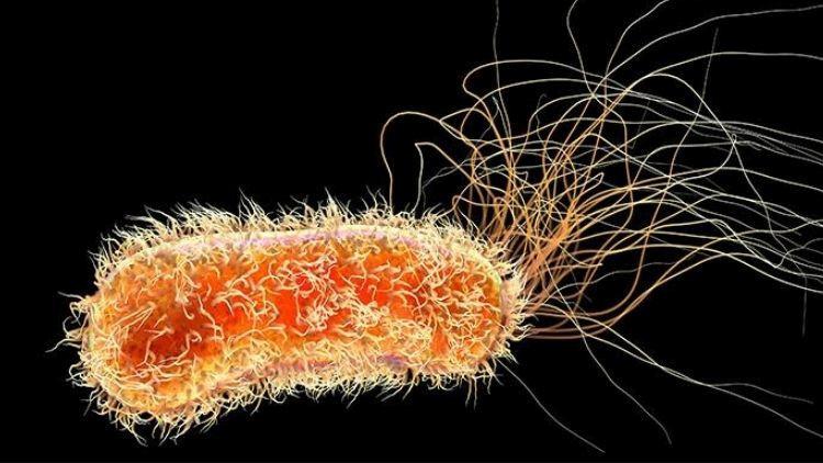 E. Coli Salgınıyla İlgili Güncel Bilgiler ve Son Durum