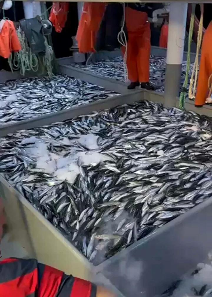 Ege Balık Sezonunda Yoğun Talep ve Piyasa Hareketliliği