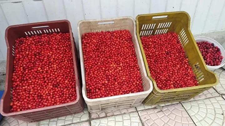 Erzincan'da Kızılcık Hasadı ve Sağlık Faydalarıyla Tanınıyor