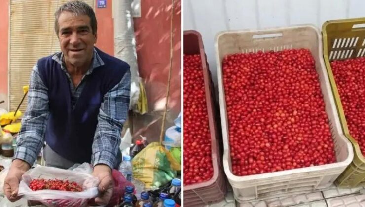 Erzincan’da Kızılcık Hasadı ve Sağlık Faydalarıyla Tanınıyor