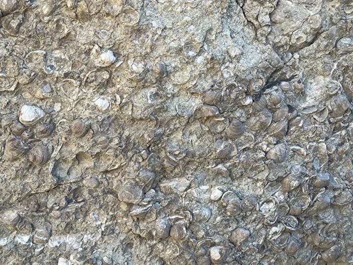 Erzurum'da 200 Milyon Yıllık Fosil Keşifleri ve Müze Çalışmaları