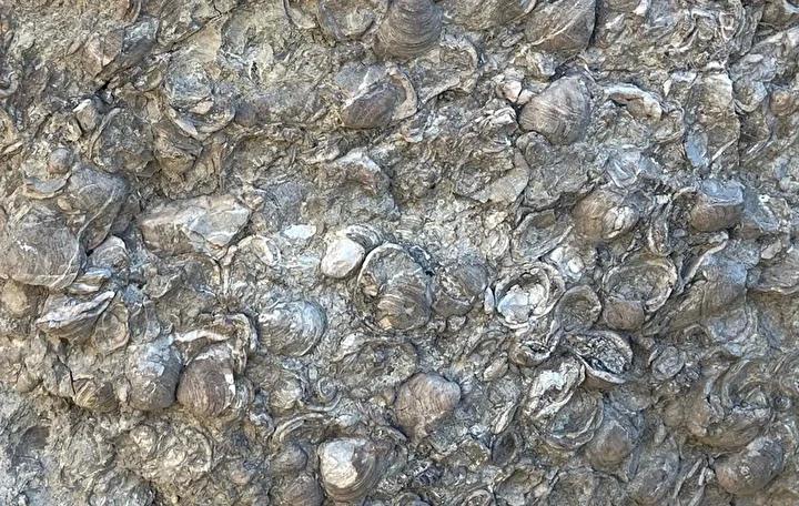 Erzurum'da 200 Milyon Yıllık Fosil Keşifleri ve Müze Çalışmaları