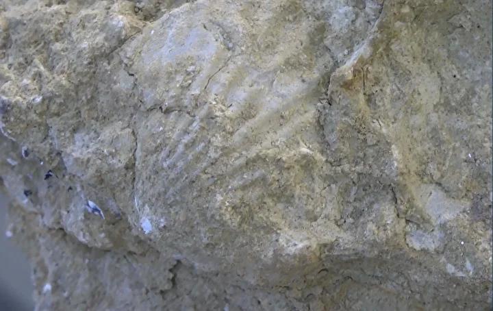 Erzurum'da 200 Milyon Yıllık Fosil Keşifleri ve Müze Çalışmaları