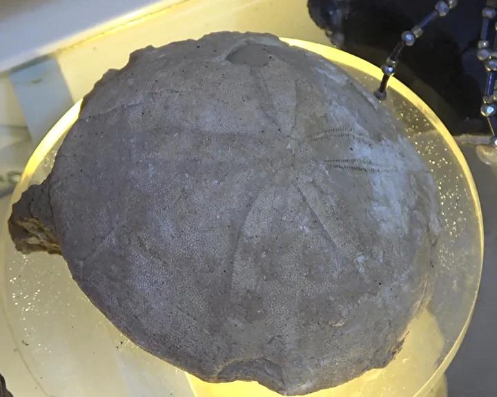 Erzurum'da 200 Milyon Yıllık Fosil Keşifleri ve Müze Çalışmaları
