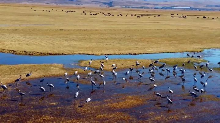Erzurum’da Turna Göçü ve Doğa Gözlemleri Heyecan Verici Anlara Sahne Oldu