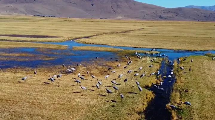 Erzurum’da Turna Göçü ve Doğa Gözlemleri Heyecan Verici Anlara Sahne Oldu