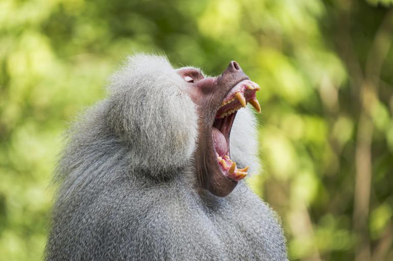 Esneme Davranışının Gizemleri ve Bilimsel Yaklaşımlar 6 Esneme Davranışının Gizemleri ve Bilimsel Yaklaşımlar