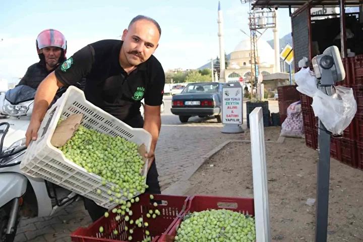 Fethiye Zeytin Hasadıyla Dolup Taşıyor: Tüccar ve Çiftçi Memnuniyetle Bekliyor 1 Memnuniyet ve Fiyat Dengelemesi İçin Çiftçiler ve Tüccarlar Farklı Görüşlerde