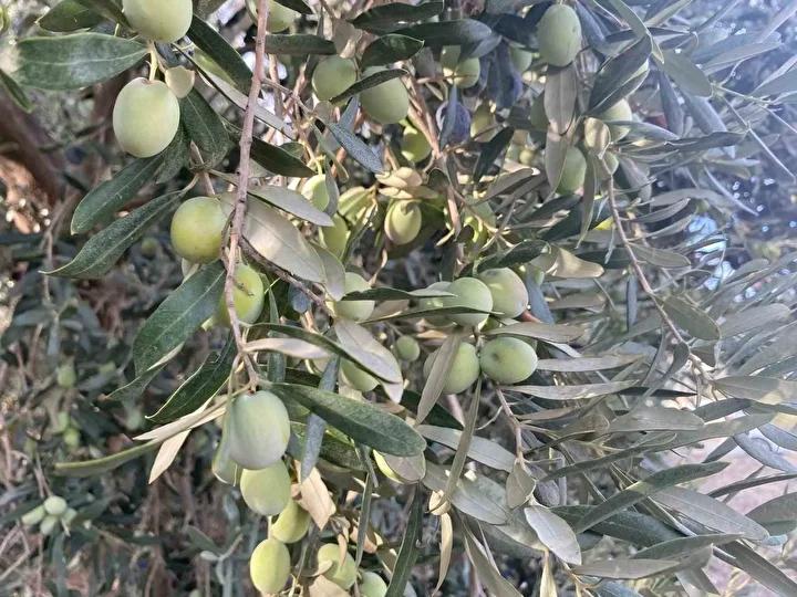 Fethiye Zeytin Hasadıyla Dolup Taşıyor: Tüccar ve Çiftçi Memnuniyetle Bekliyor 2 Fethiye Zeytin Hasadıyla Dolup Taşıyor: Tüccar ve Çiftçi Memnuniyetle Bekliyor