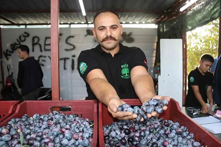 Fethiye Zeytin Hasadıyla Dolup Taşıyor: Tüccar ve Çiftçi Memnuniyetle Bekliyor 3 Fethiye Zeytin Hasadıyla Dolup Taşıyor: Tüccar ve Çiftçi Memnuniyetle Bekliyor