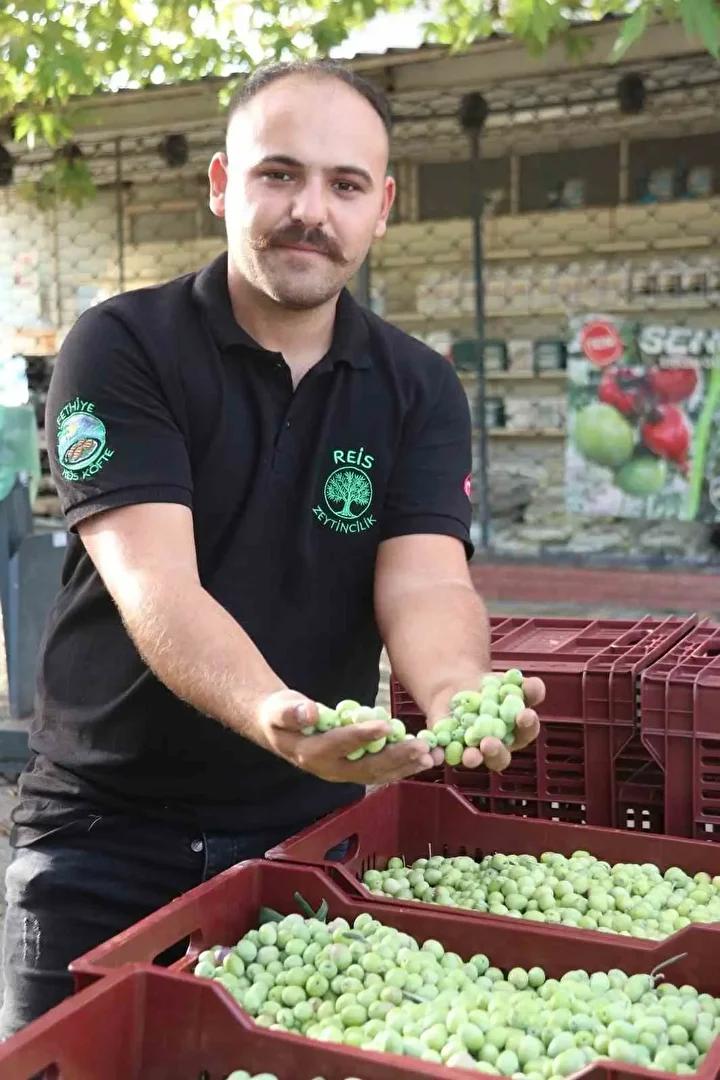 Fethiye Zeytin Hasadıyla Dolup Taşıyor: Tüccar ve Çiftçi Memnuniyetle Bekliyor 6 Fethiye Zeytin Hasadıyla Dolup Taşıyor: Tüccar ve Çiftçi Memnuniyetle Bekliyor