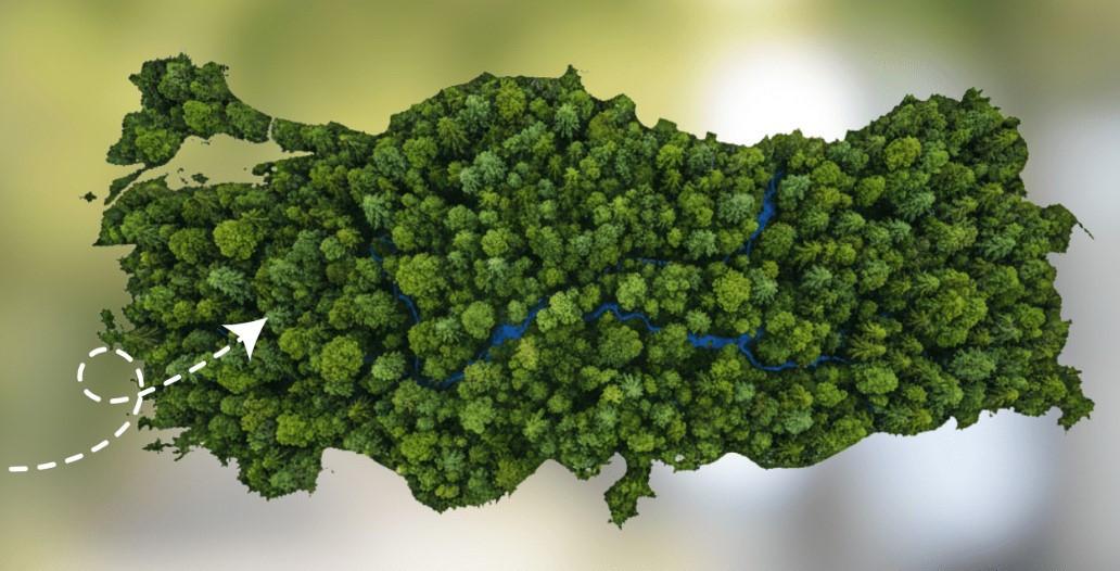 Fidan Sahiplenmek İçin İzlenecek Adımlar