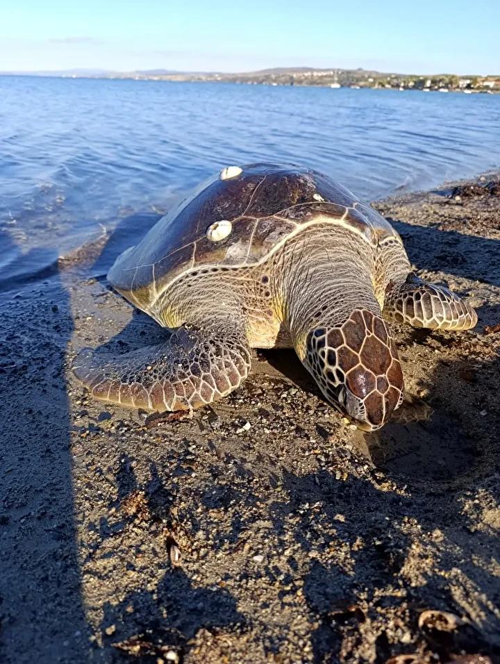Gelibolu Bolayır Sahilinde Ölü Deniz Kaplumbağası Bulundu