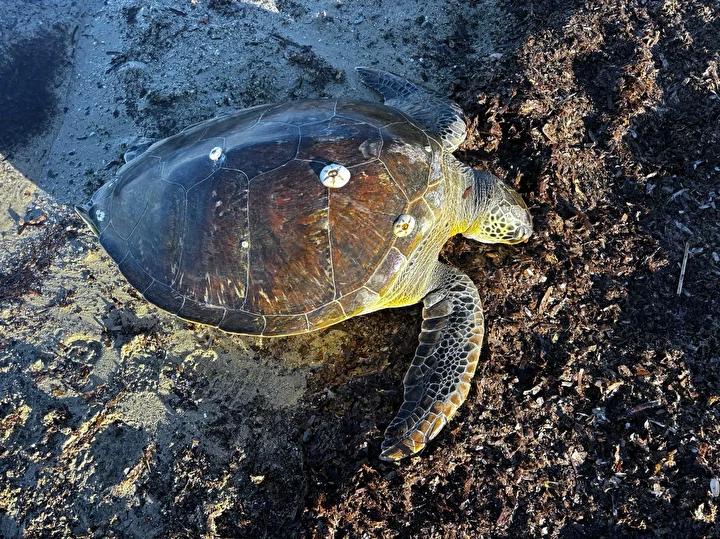 Gelibolu Bolayır Sahilinde Ölü Deniz Kaplumbağası Bulundu