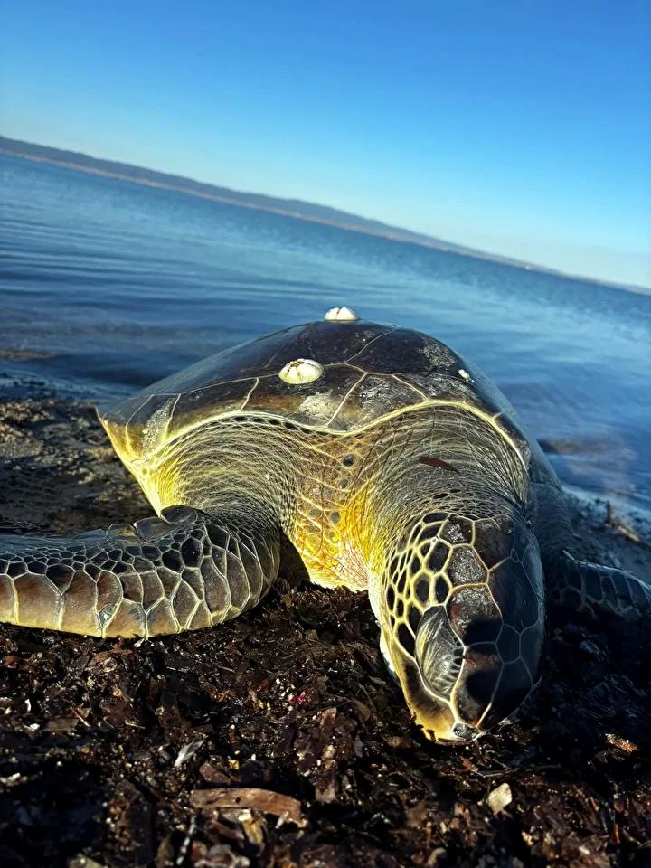 Gelibolu Bolayır Sahilinde Ölü Deniz Kaplumbağası Bulundu