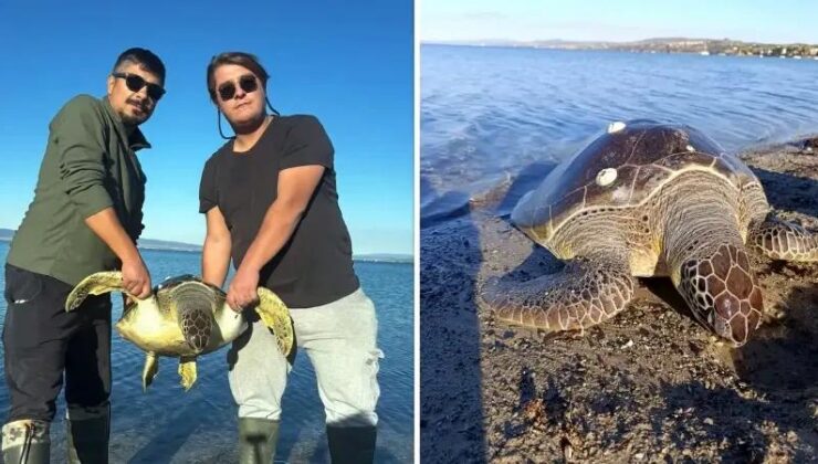 Gelibolu Bolayır Sahilinde Ölü Deniz Kaplumbağası Bulundu