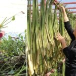 Golbasi Golu8217nun Yeniden Canlandirilmasina Fonksiyonel ve Ekonomik Katki Projesi