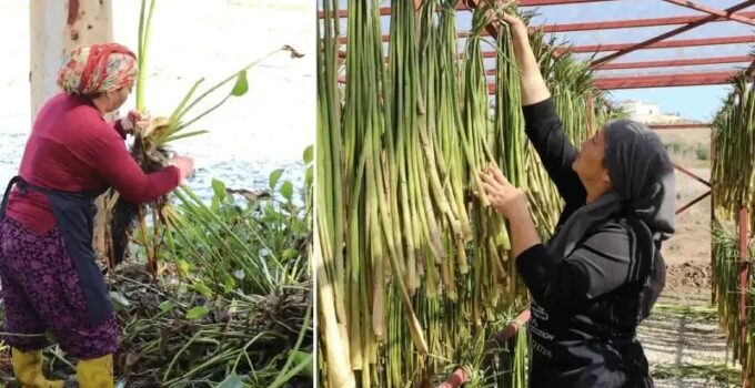 Gölbaşı Gölü’nün Yeniden Canlandırılmasına Fonksiyonel ve Ekonomik Katkı Projesi