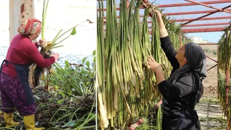 Golbasi Golu8217nun Yeniden Canlandirilmasina Fonksiyonel ve Ekonomik Katki Projesi