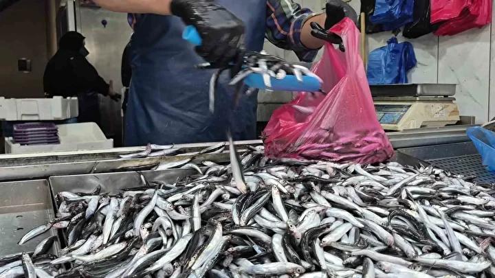 Hamsi Bollaşı ve Balık Piyasasındaki Güncel Gelişmeler