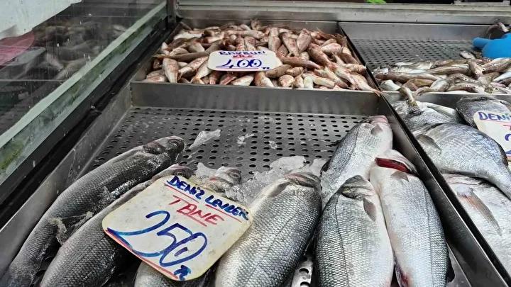 Hamsi Bollaşı ve Balık Piyasasındaki Güncel Gelişmeler