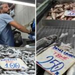 Hamsi Bollasi ve Balik Piyasasindaki Guncel Gelismeler