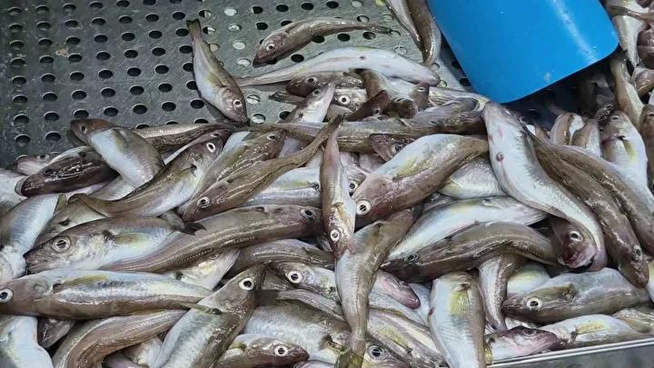 Hamsi Bollaşı ve Balık Piyasasındaki Güncel Gelişmeler