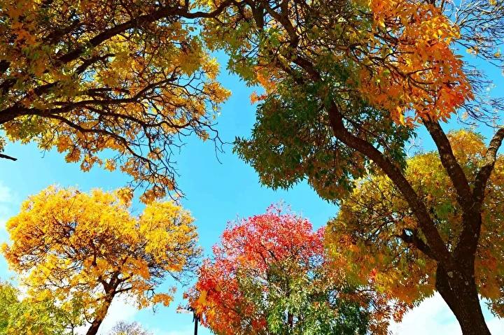 Harput Mahallesi'nin Sonbahar Büyüsü: Tarih ve Doğanın Kesişimi