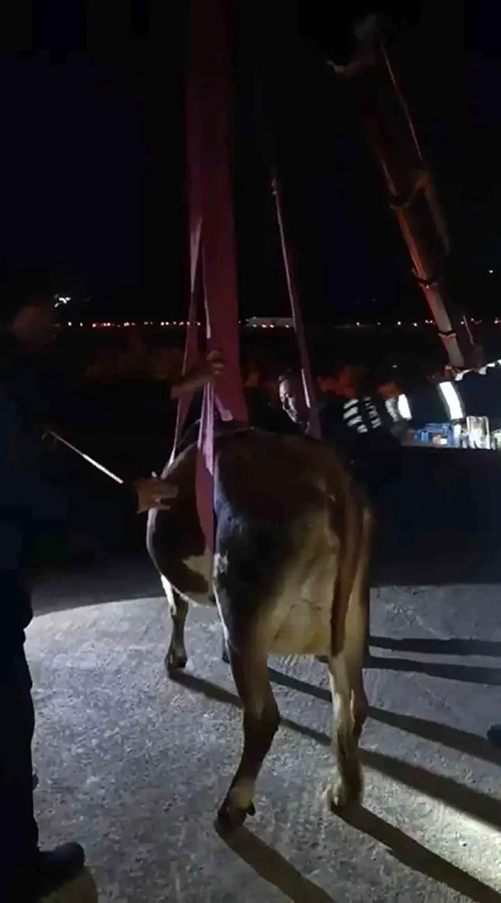 Hassa’da Büyükbaş Hayvanın İtfaiye Ekipleri Tarafından Kurtarılması 1 Hassa’da Büyükbaş Hayvanın İtfaiye Ekipleri Tarafından Kurtarılması