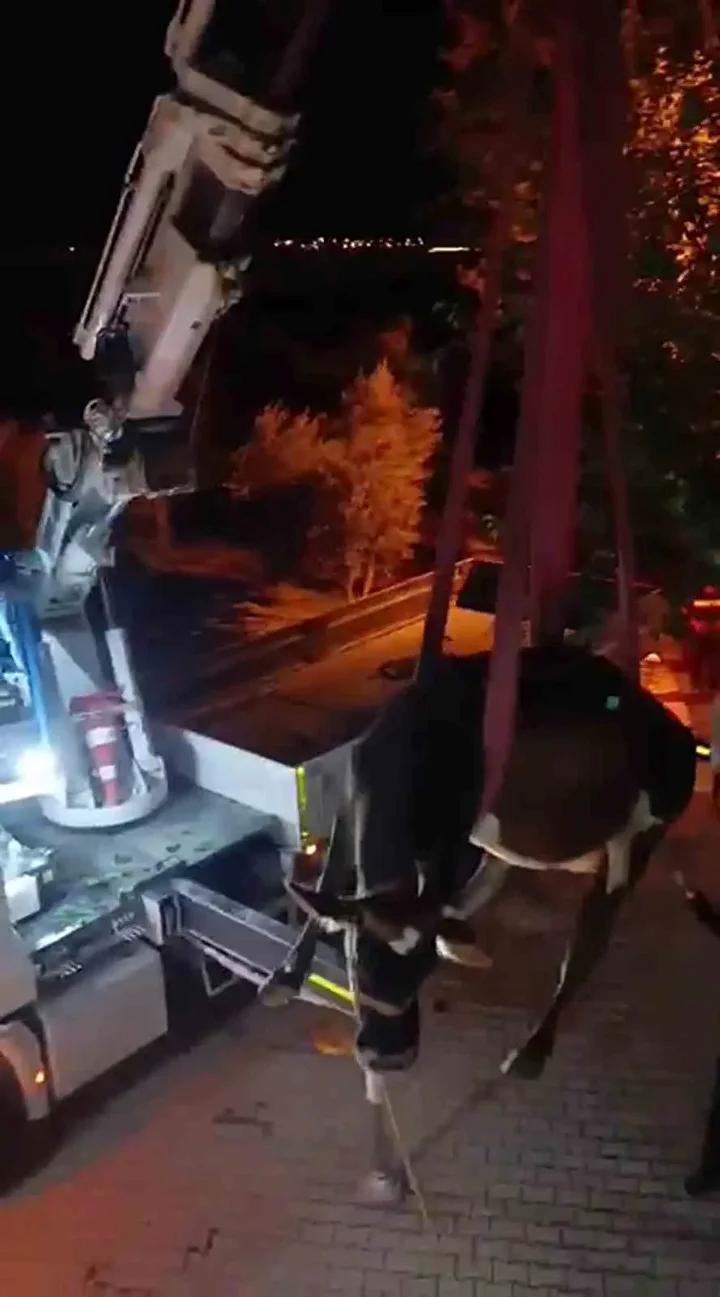 Hassa’da Büyükbaş Hayvanın İtfaiye Ekipleri Tarafından Kurtarılması 2 Hassa’da Büyükbaş Hayvanın İtfaiye Ekipleri Tarafından Kurtarılması