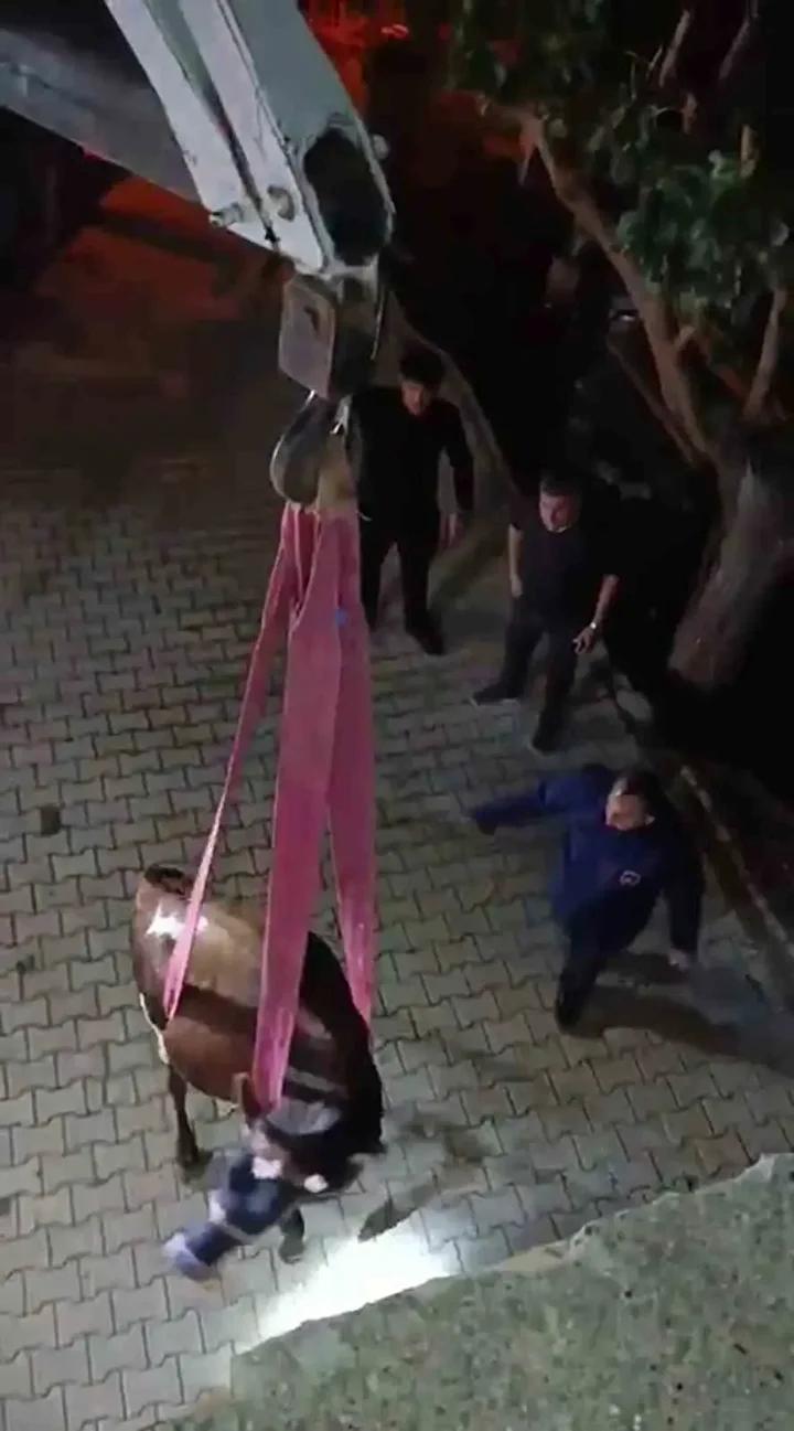 Hassa’da Büyükbaş Hayvanın İtfaiye Ekipleri Tarafından Kurtarılması 3 Hassa’da Büyükbaş Hayvanın İtfaiye Ekipleri Tarafından Kurtarılması