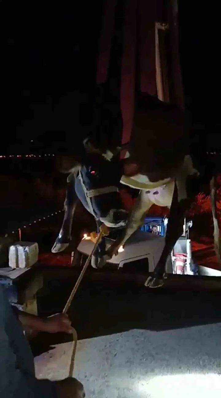 Hassa’da Büyükbaş Hayvanın İtfaiye Ekipleri Tarafından Kurtarılması 4 Hassa’da Büyükbaş Hayvanın İtfaiye Ekipleri Tarafından Kurtarılması
