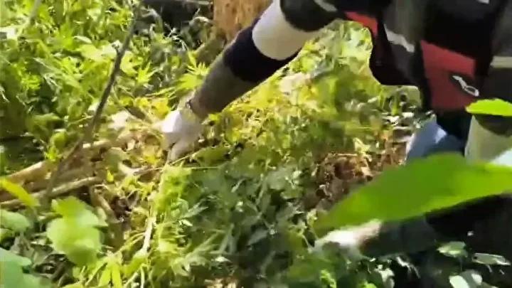Hatay'da Uyuşturucu ve Silah Operasyonu Gerçekleştirildi