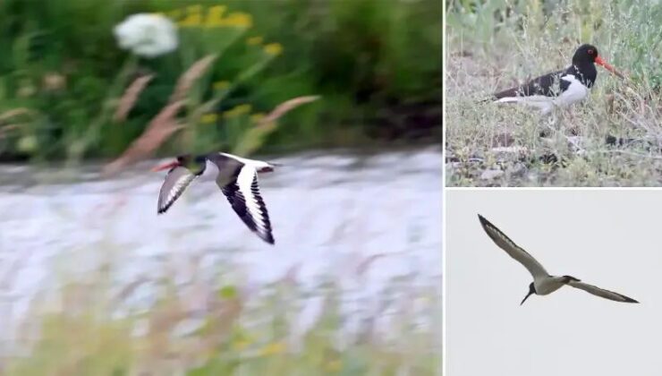Iğdır’da Takılı Uydu Vericili Poyraz Kuşunun Uluslararası Göç Yolu İzleri