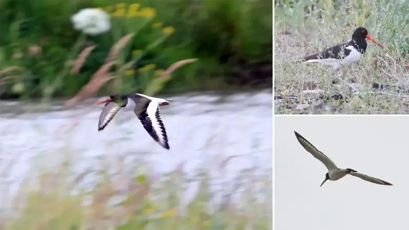 Iğdır’da Takılı Uydu Vericili Poyraz Kuşunun Uluslararası Göç Yolu İzleri