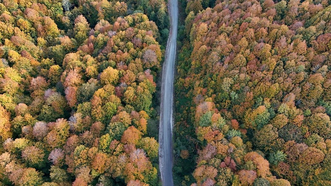 İğneada Longozları ve Istranca Ormanlarında Sonbahar Renkleri 1 İğneada Longozları ve Istranca Ormanlarında Sonbahar Renkleri