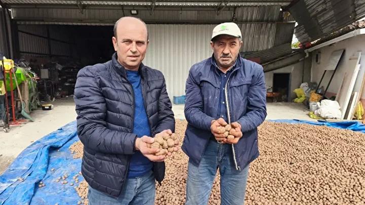 İpsala İlçesinde Ceviz Üreticilerinin Güncel Durumu ve Çalışmalarına İlişkin Detaylar