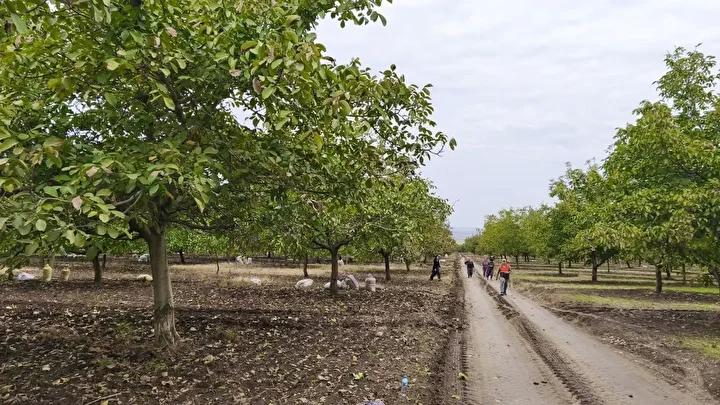 İpsala İlçesinde Ceviz Üreticilerinin Güncel Durumu ve Çalışmalarına İlişkin Detaylar