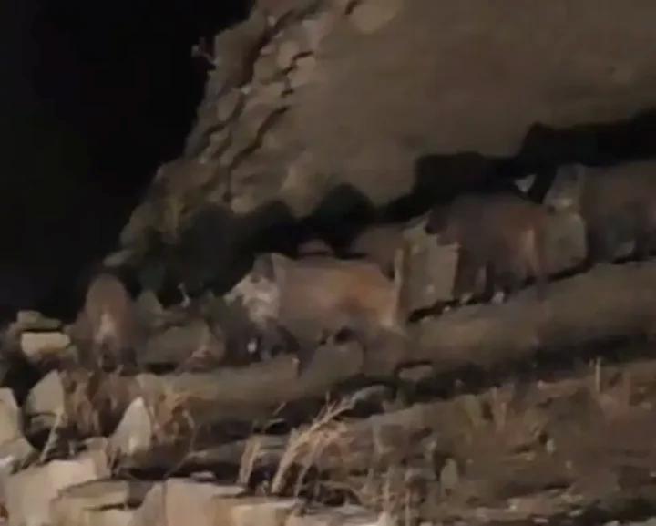 İran Sınırındaki Esenyamaç Mahallesi'nde Yaban Domuzu Sürüsü İlginç Anlar Yarattı 1 İran Sınırındaki Esenyamaç Mahallesi'nde Yaban Domuzu Sürüsü İlginç Anlar Yarattı
