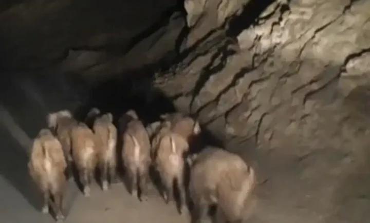 İran Sınırındaki Esenyamaç Mahallesi'nde Yaban Domuzu Sürüsü İlginç Anlar Yarattı 3 İran Sınırındaki Esenyamaç Mahallesi'nde Yaban Domuzu Sürüsü İlginç Anlar Yarattı