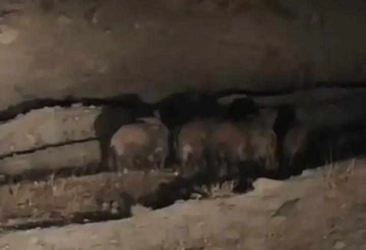 İran Sınırındaki Esenyamaç Mahallesi'nde Yaban Domuzu Sürüsü İlginç Anlar Yarattı 4 İran Sınırındaki Esenyamaç Mahallesi'nde Yaban Domuzu Sürüsü İlginç Anlar Yarattı