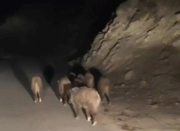 İran Sınırındaki Esenyamaç Mahallesi'nde Yaban Domuzu Sürüsü İlginç Anlar Yarattı 5 İran Sınırındaki Esenyamaç Mahallesi'nde Yaban Domuzu Sürüsü İlginç Anlar Yarattı