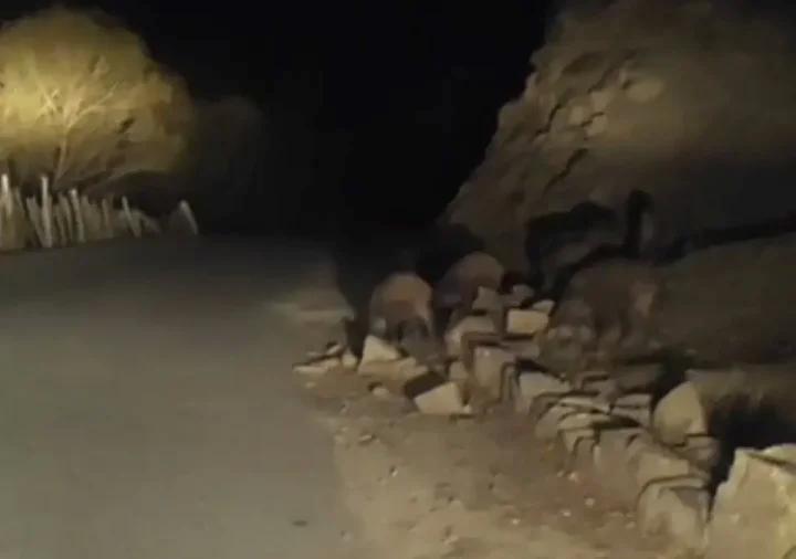 İran Sınırındaki Esenyamaç Mahallesi'nde Yaban Domuzu Sürüsü İlginç Anlar Yarattı 7 İran Sınırındaki Esenyamaç Mahallesi'nde Yaban Domuzu Sürüsü İlginç Anlar Yarattı