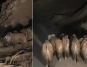 İran Sınırındaki Esenyamaç Mahallesi’nde Yaban Domuzu Sürüsü İlginç Anlar Yarattı